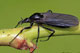 Dilophus febrilis