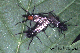 bibio hortulanus
