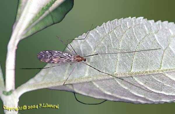 limonia nubeculosa