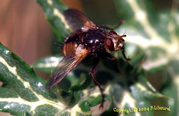 tachina fera