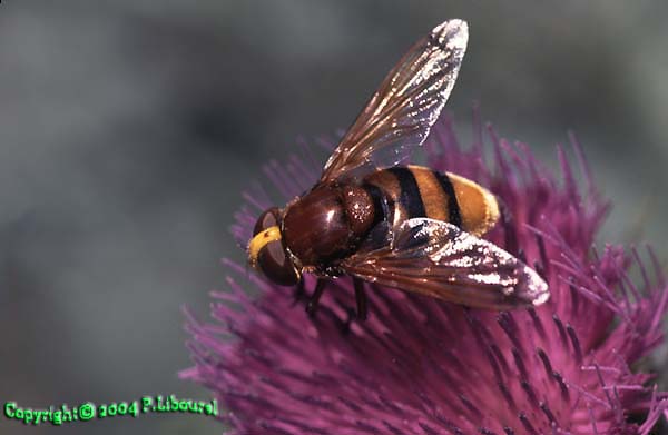volucella zonaria
