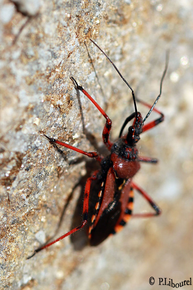 Rhinocoris iracundus