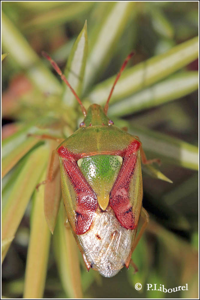 Acanthosoma haemorrhoidale