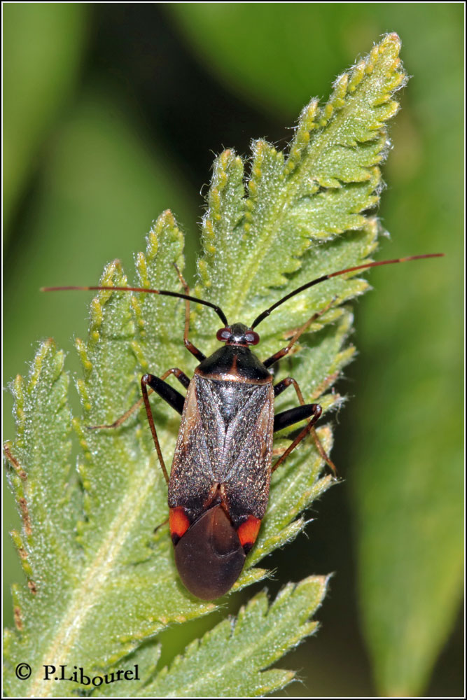 Adelphocoris seticornis
