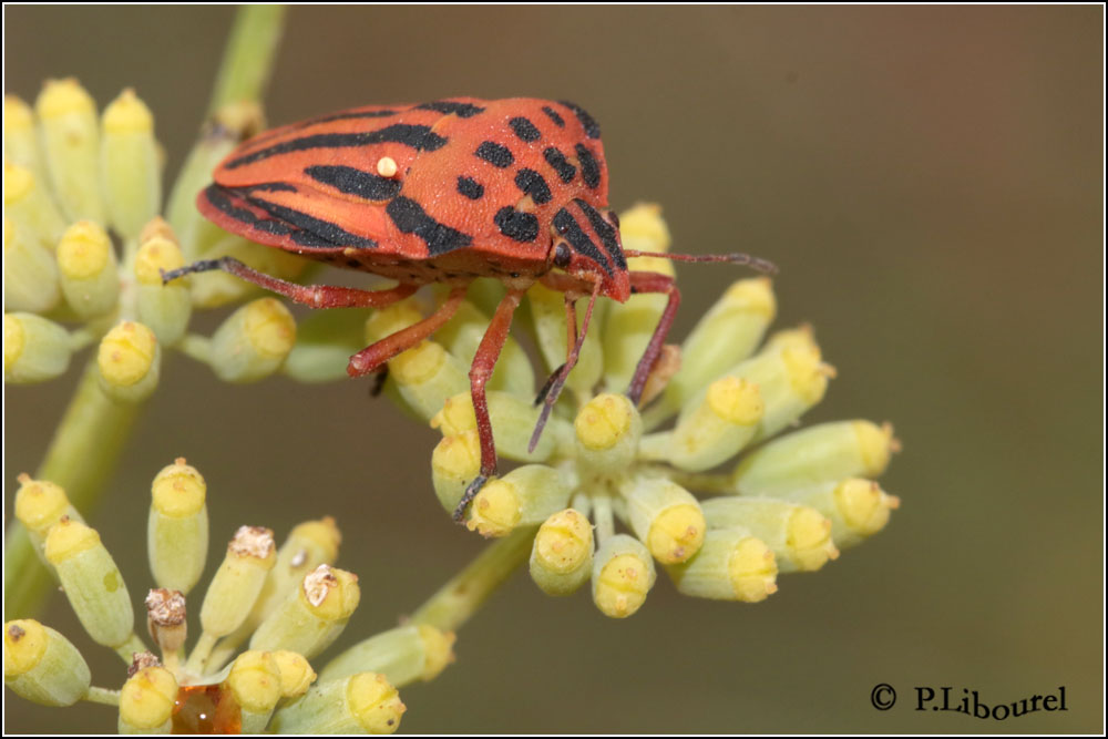 Graphosoma semipunctatum