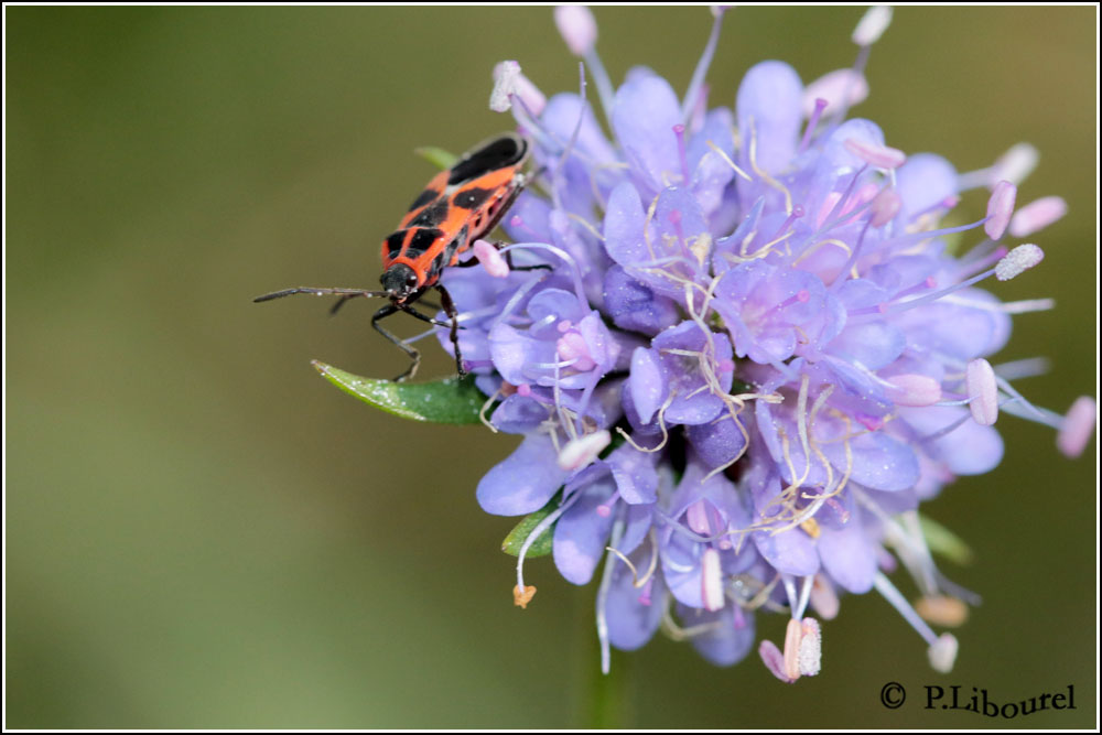 Lygaeus equestris