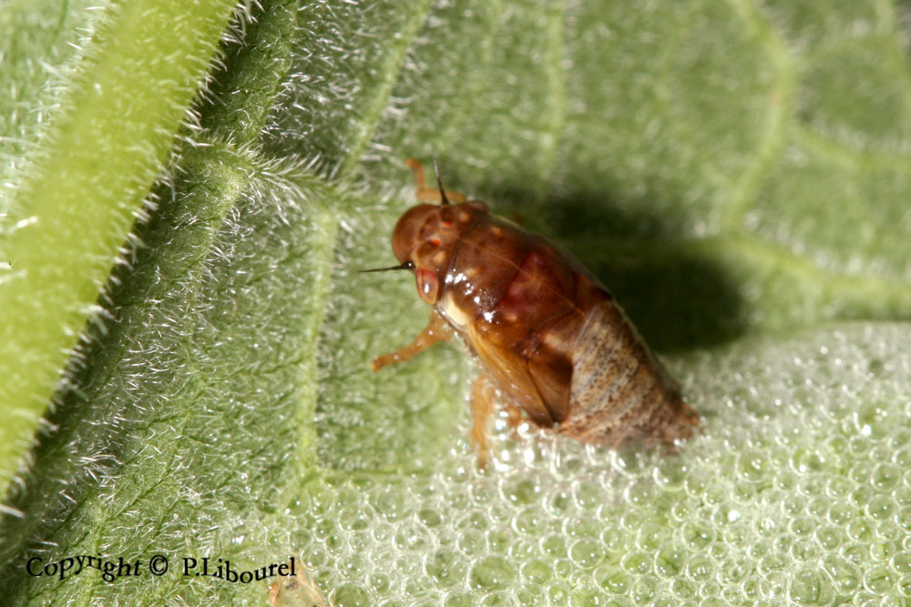 philaenus