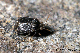 charagochilus