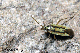 stenotus
