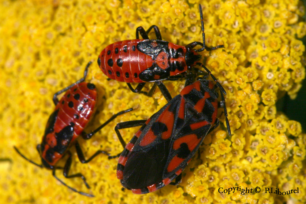 spilostethus saxatilis