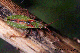 myrmus miriformis