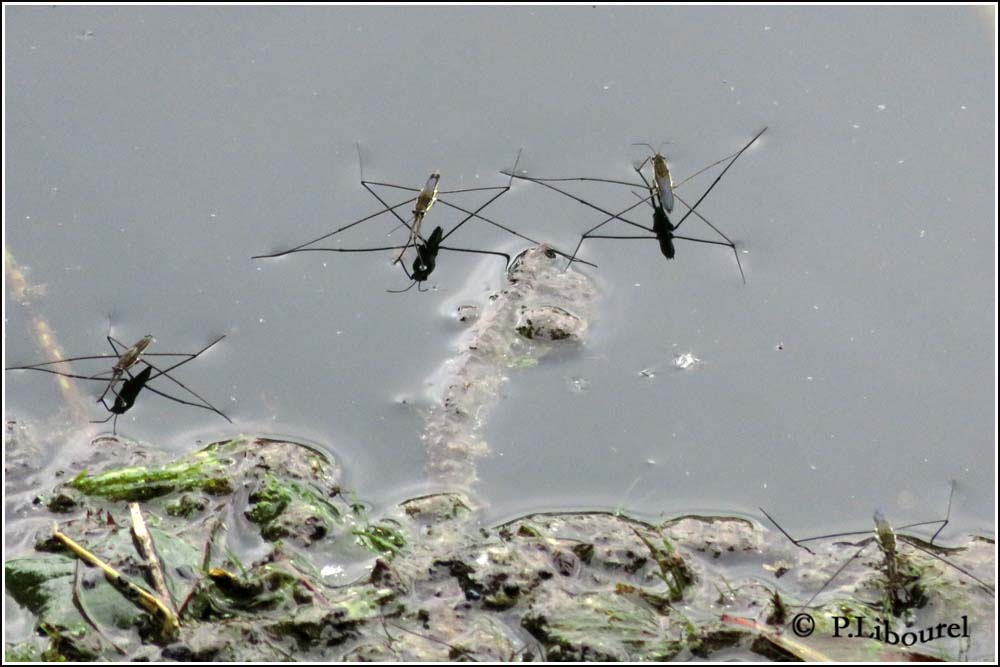 Gerris lacustris