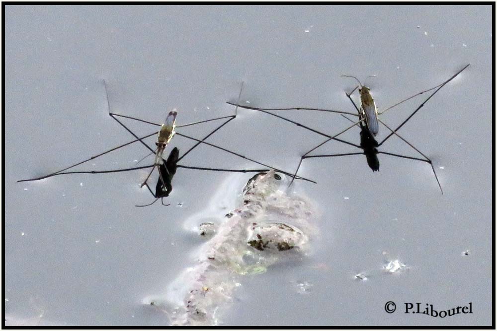 gerris lacustris