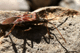 leptoglossus