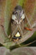 Rhabdomiris striatellus