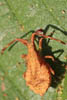 syromastes rhombeus