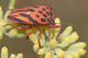 graphosoma semipunctatum
