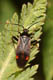 adelphocoris seticornis