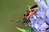lygaeus equestris
