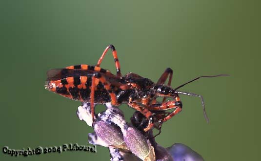 rhinocoris iracundus