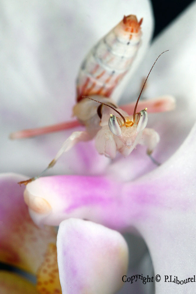 hymenopus