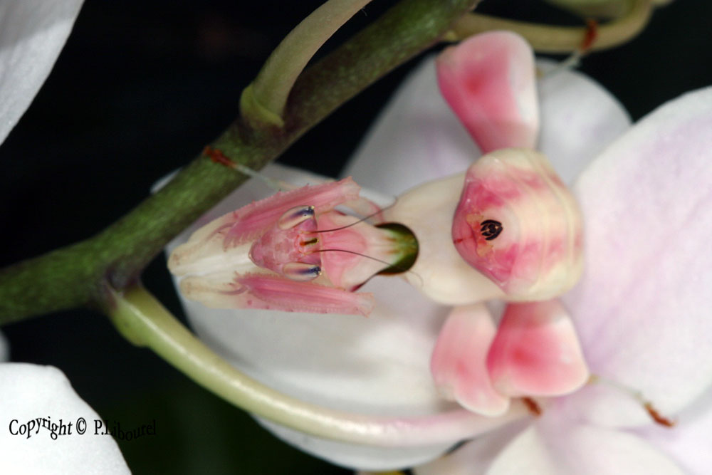 hymenopus