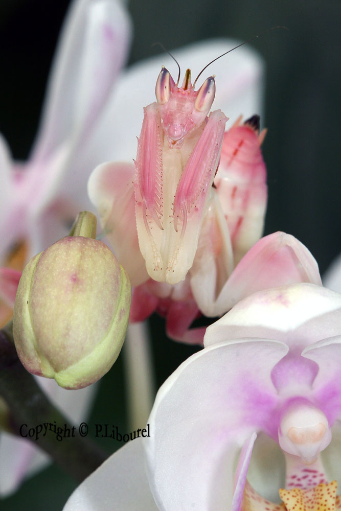 hymenopus
