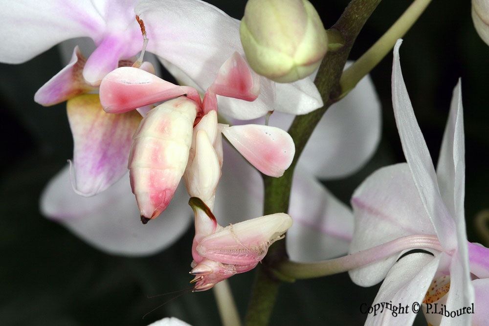 hymenopus