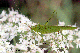 phaneroptera
