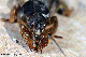 gryllotalpa