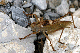 tettigonia