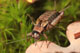 nemobius sylvestris