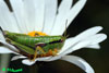 Miramella alpina