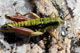 Epipodisma pedemontana
