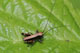 Pholidoptera griseoaptera