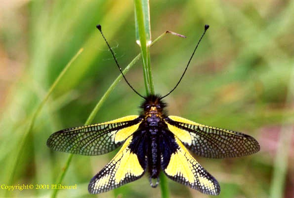 libelluloides longicornis