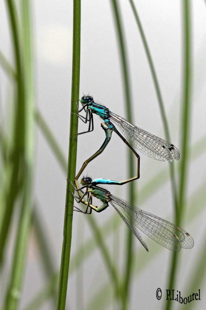 Ischnura elegans