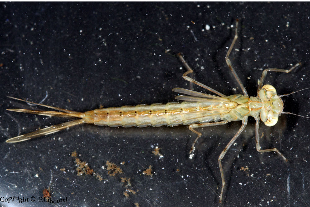 larve zygoptera