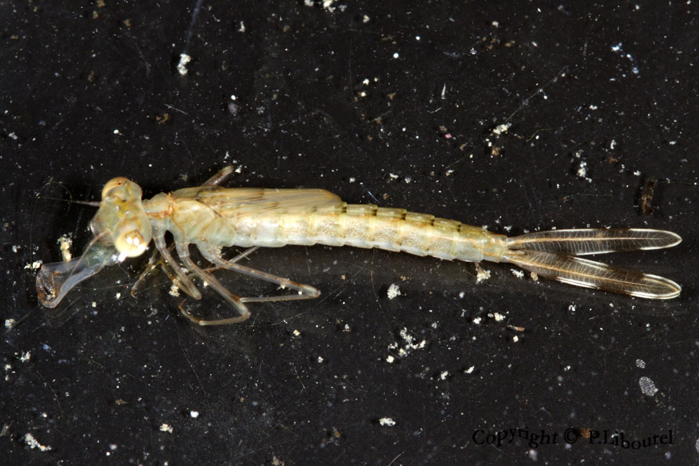larva zygoptera