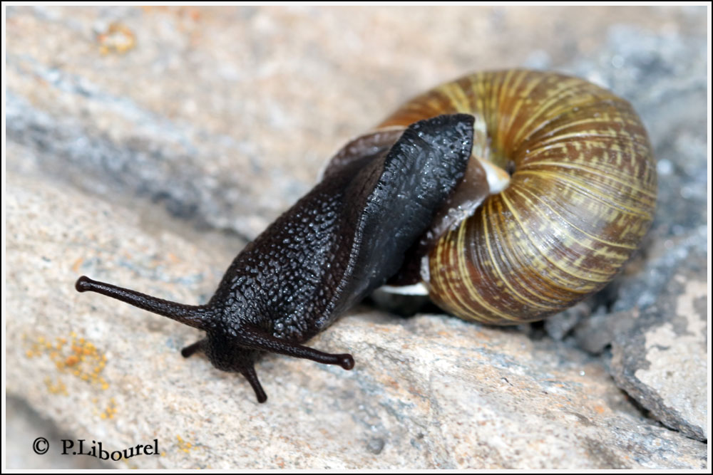 Chilostoma zonatum