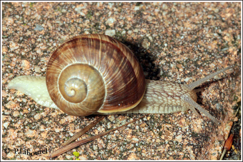 Helix pomatia
