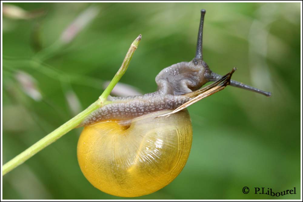 Cepaea hortensis