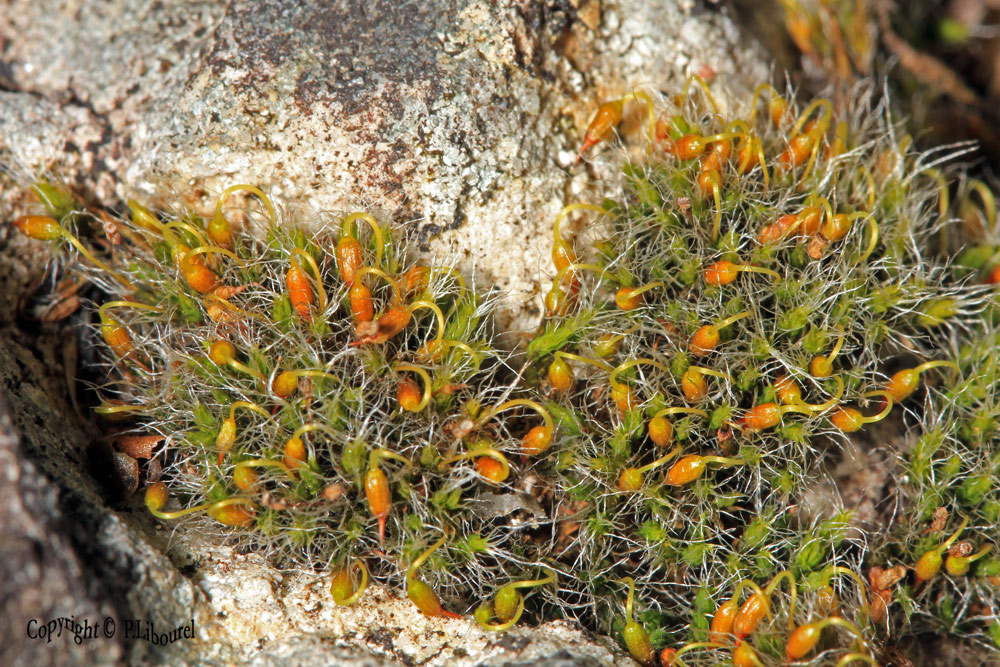 Grimmia pulvinata