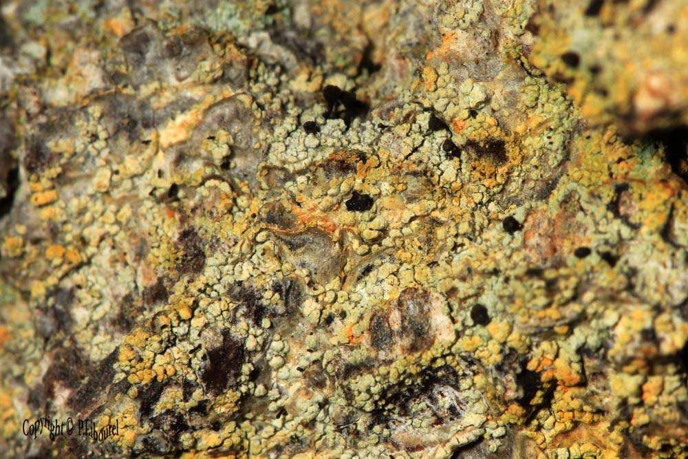 Chaenotheca ferruginea