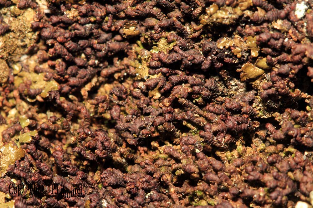 Frullania dilatata