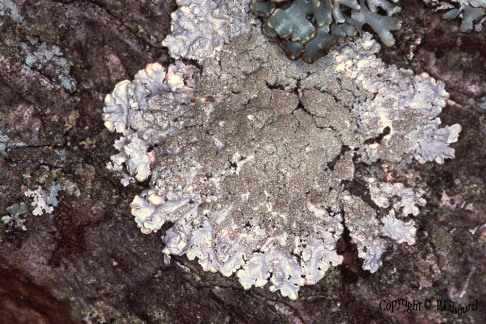 Parmeliopsis tiliacea