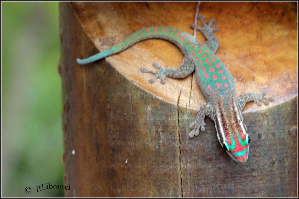 Phelsuma ornata