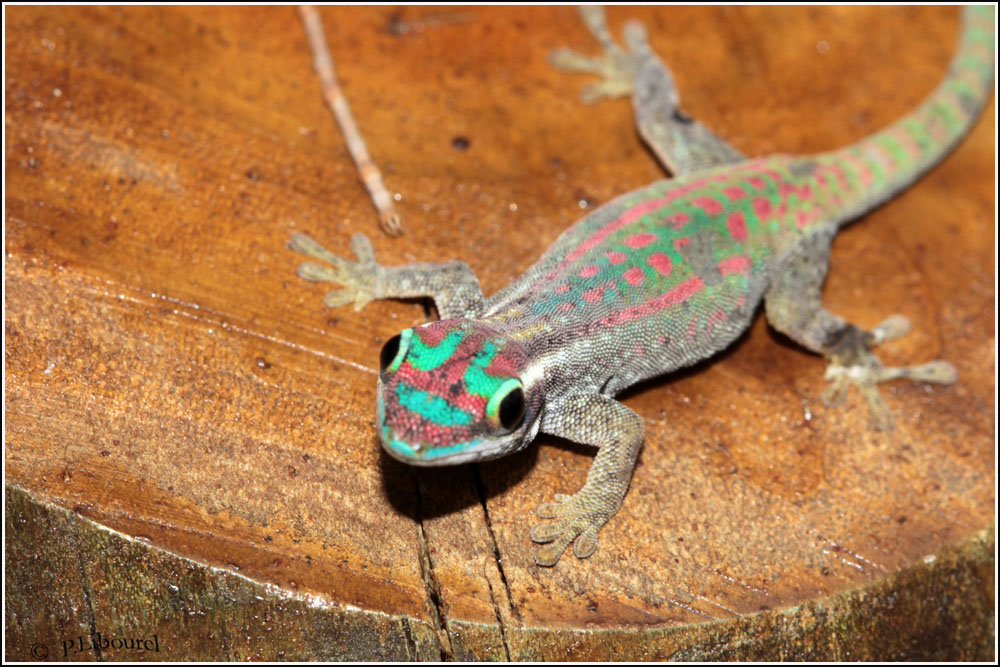 Phelsuma ornata