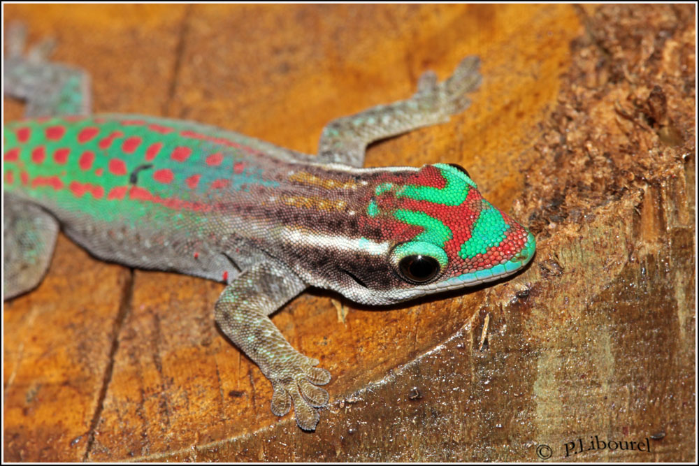 Phelsuma ornata