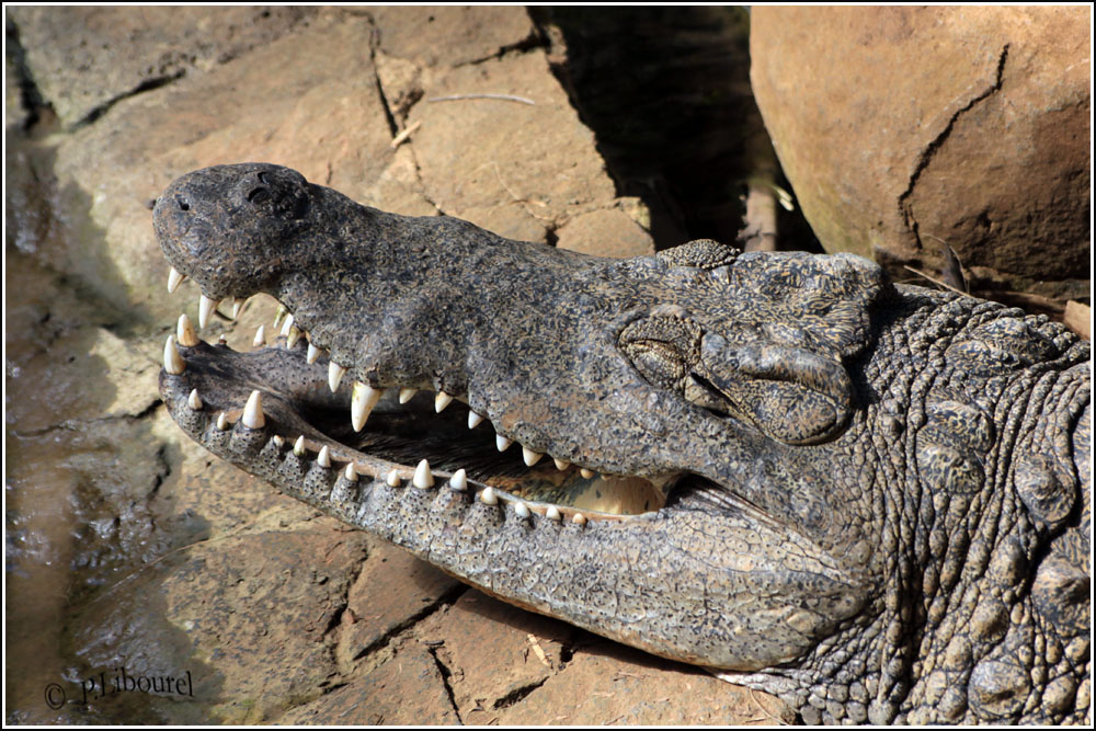 Crocodylus niloticus